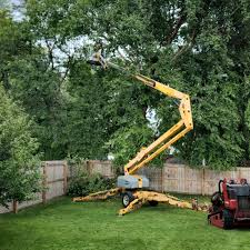 Leaf Removal in Martindale, TX